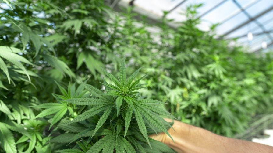 Discover How Cannabis Facilities Can Future-Proof Operations With Sustainable Odor Control Solutions Discover How Cannabis Facilities Can Future-Proof Operations With Sustainable Odor Control Solutions